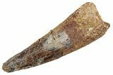 Fossil Spinosaurus Tooth - Real Dinosaur Tooth #368078-1